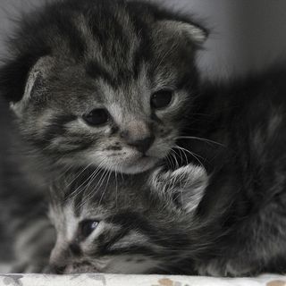 Cutest kitten pic 02