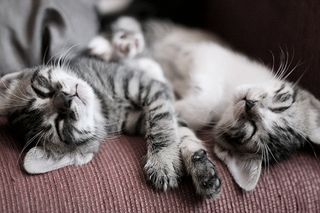 Click on the image to see another cute kitten photo