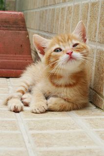 Click on the image to see another cute kitten photo