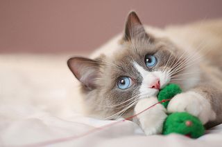 Cutest kitten pic 01