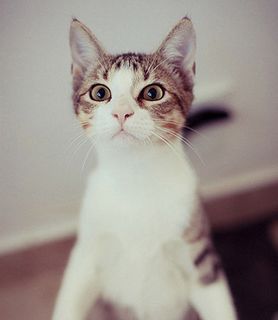 Cutest kitten pic 02