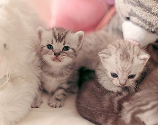 Click on the image to see another cute kitten photo