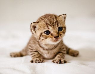 Cutest kitten pic 01