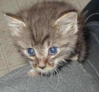 Click on the image to see another cute kitten photo