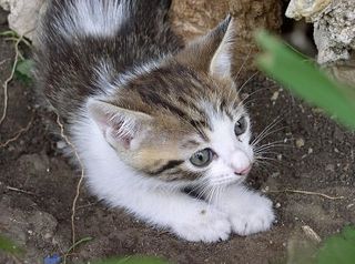 Cutest kitten pic 02
