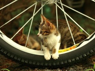 Cutest kitten pic 01