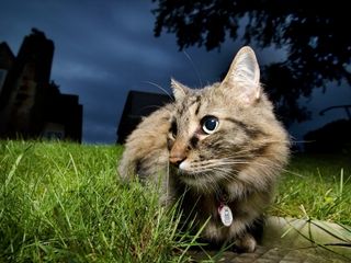 Cutest kitten pic 01