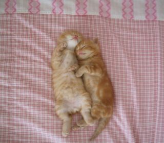 Click on the image to see another cute kitten photo