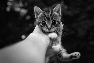 Cutest kitten pic 02