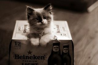 Click on the image to see another cute kitten photo