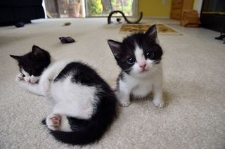 Cutest kitten pic 01