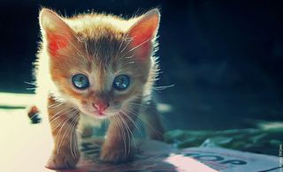 Cutest kitten pic 02