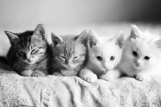 Cutest kitten pic 02