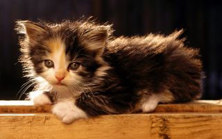 Click on the image to see another cute kitten photo