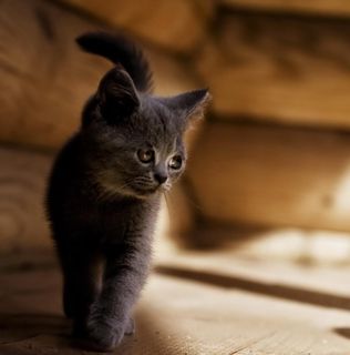 Cutest kitten pic 02