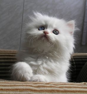 Cutest kitten pic 01