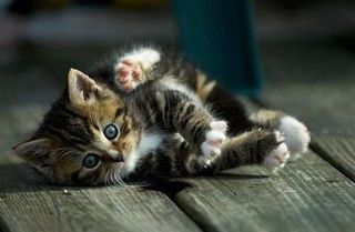 Click on the image to see another cute kitten photo