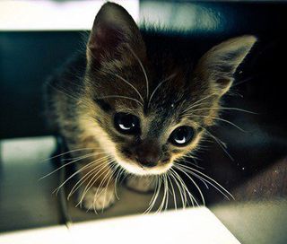 Click on the image to see another cute kitten photo