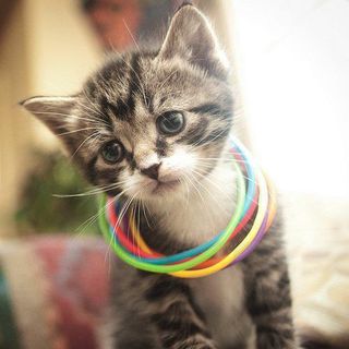 Cutest kitten pic 01