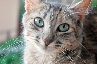 Click on the image to see another cute kitten photo