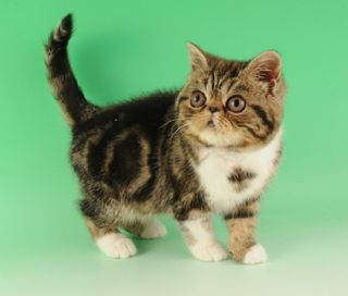 Cutest kitten pic 02