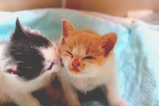 Cutest kitten pic 01