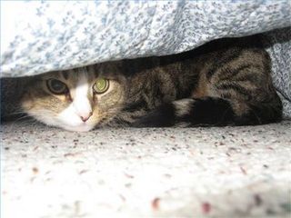 Cutest kitten pic 02