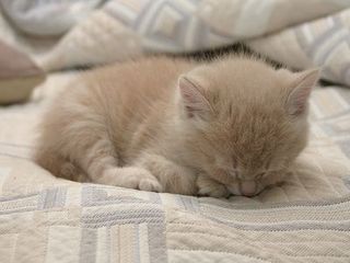 Cutest kitten pic 01