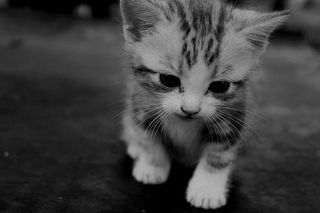 Cutest kitten pic 01
