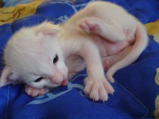 Cutest kitten pic 01