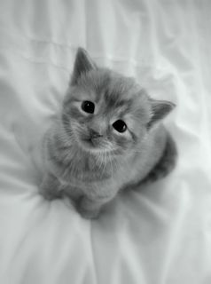 Click on the image to see another cute kitten photo