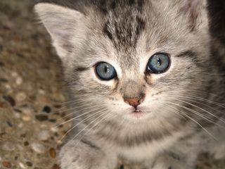 Cutest kitten pic 02