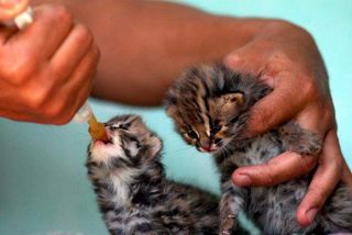 Cutest kitten pic 01