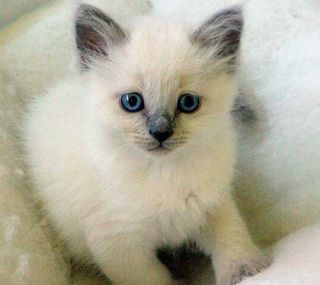Cutest kitten pic 01