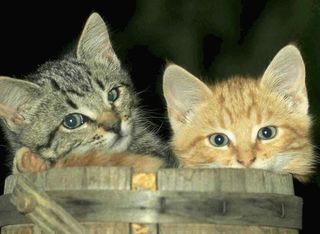 Cutest kitten pic 01