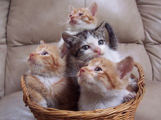 Cutest kitten pic 01