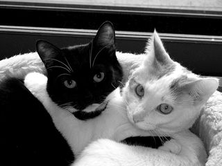 Cutest kitten pic 02