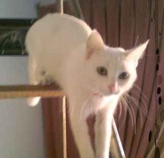 Cutest kitten pic 01