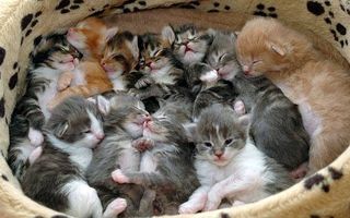Click on the image to see another cute kitten photo
