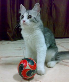 Cutest kitten pic 02