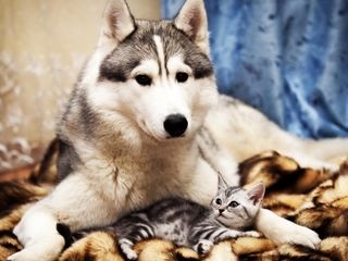 Cutest kitten pic 01