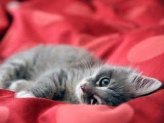 Cutest kitten pic 01