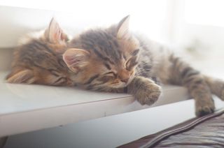 Cutest kitten pic 02