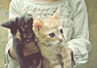 Click on the image to see another cute kitten photo