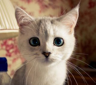 Cutest kitten pic 02