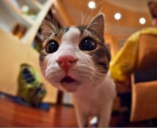 Click on the image to see another cute kitten photo