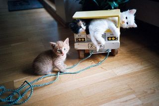 Click on the image to see another cute kitten photo