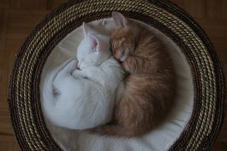 Cutest kitten pic 01