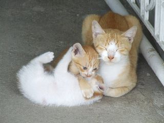 Cutest kitten pic 01