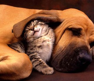 Cutest kitten pic 01